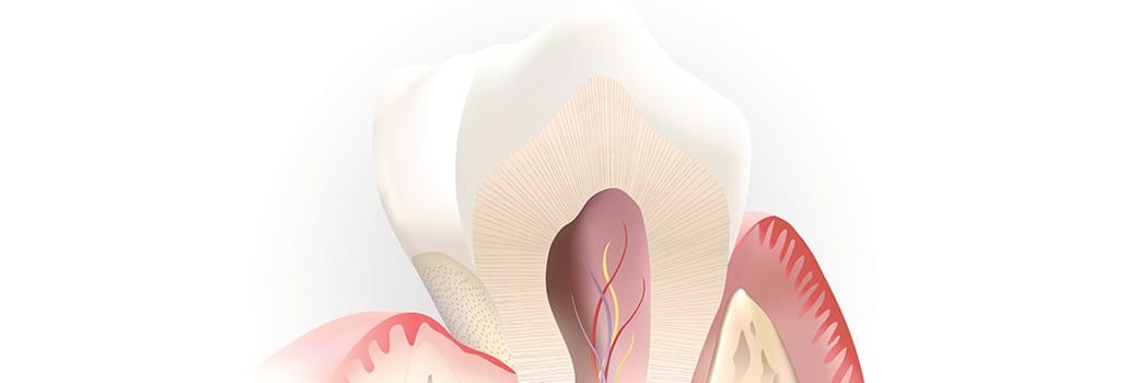 illustration of the inside of a tooth and roots